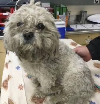 Poodle and Mixed Breed Dogs Available for Adoption - BONBON | PetCurious