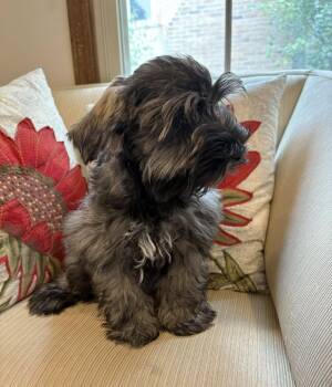 Toni -  Schnauzer Dog for Adoption in Wheaton, Illinois - Toni | PetCurious