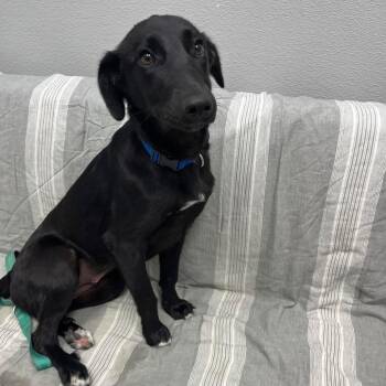 Border Collie and Mixed Breed Dogs Available for Adoption in Monticello, Iowa - Ladybug | PetCurious
