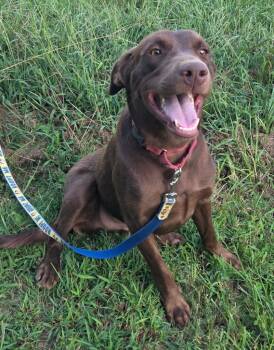 Rescue Mixed Breed Dogs for Adoption in Taycheedah, Wisconsin - Sterling | PetCurious