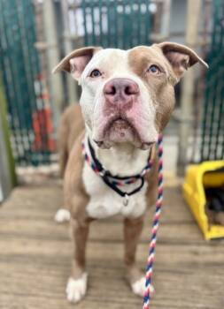 Rescue Mixed Breed Dogs for Adoption in West Chester, Pennsylvania - Chessie | PetCurious