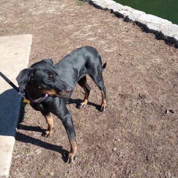Doberman Pinscher Dogs Available for Adoption - Thelma | PetCurious