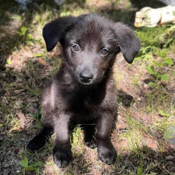 Paris -  Black Labrador Retriever and Shepherd Dog for Adoption in Sandy Hook, Manitoba - Paris | PetCurious