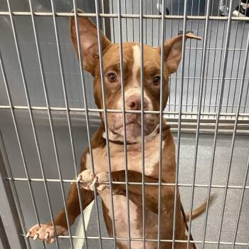 Hank -  Pit Bull Terrier Dog for Adoption in Montgomery, Alabama - Hank | PetCurious