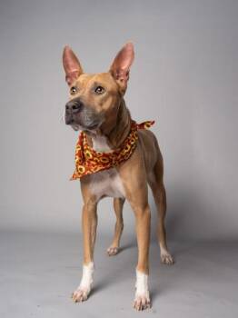 Suga -  Pit Bull Terrier and Mixed Breed Dog for Adoption in Atlanta, Georgia - Suga | PetCurious