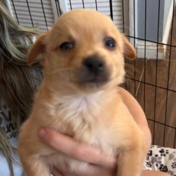 Bulldozer -  Chihuahua and Mixed Breed Dog for Adoption in Las Vegas, Nevada - Bulldozer | PetCurious