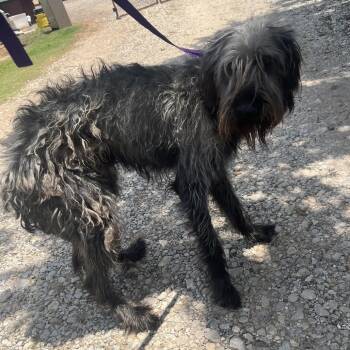 Mixed Breed Dogs Available for Adoption in Pauls Valley, Oklahoma - Captain Jack | PetCurious
