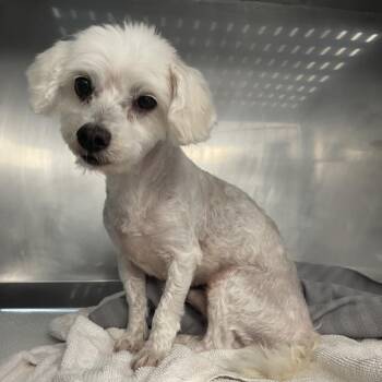 Misha -  Mixed Breed Dog for Adoption in Saint Charles, Missouri - Misha | PetCurious