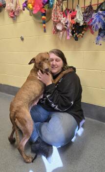 Pit Bull Terrier Dogs Available for Adoption - Sweet Nyla | PetCurious