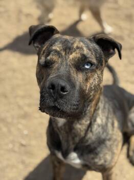 Teddy -  Pit Bull Terrier Dog for Adoption in Goodyear, Arizona - Teddy | PetCurious
