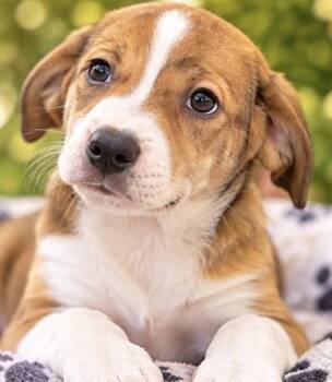 ANA -  Australian Shepherd and Hound Dog for Adoption in Margate, Florida - ANA | PetCurious