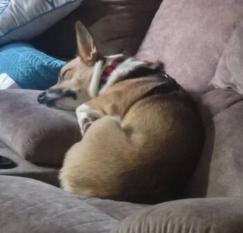 Rusty -  Cardigan Welsh Corgi Dog for Adoption in Washington, District Of Columbia - Rusty | PetCurious
