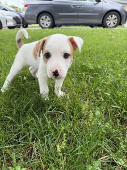 Shepherd Dogs Available for Adoption in New Albany, Ohio - Amelia Earhart (Historical Icons) | PetCurious