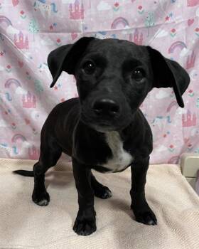 A613972 -  Border Collie and Mixed Breed Dog for Adoption in Modesto, California - A613972 | PetCurious