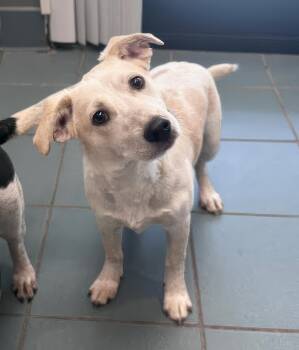 Strudel -  Mixed Breed Dog for Adoption in Nashville, Tennessee - Strudel | PetCurious