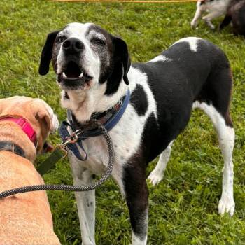 Ozzie (& Jade) -  Mixed Breed and Australian Shepherd Dog for Adoption in Marengo, Illinois - Ozzie (& Jade) | PetCurious