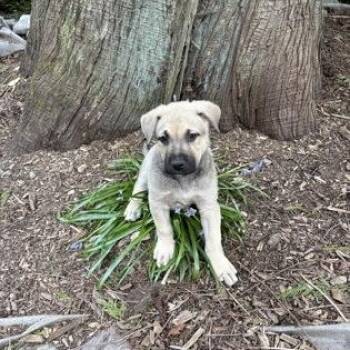 Shepherd Dogs Available for Adoption in Bellingham, Washington - Orion *In Foster Home* | PetCurious