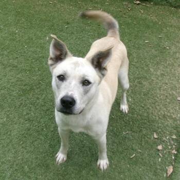 Molly -  Husky and Cattle Dog Dog for Adoption in Magnolia, Texas - Molly | PetCurious