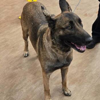 Persephone -  Belgian Shepherd Malinois and Shepherd Dog for Adoption in Westminster, California - Persephone | PetCurious