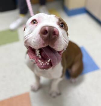 Lola -  Pit Bull Terrier Dog for Adoption in Sioux City, Iowa - Lola | PetCurious