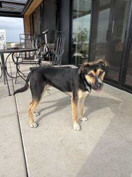 Rescue Husky and Rottweiler Dogs for Adoption in Tracy, California - Bruce | PetCurious