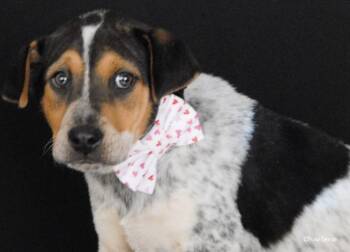 Chow Chow and Beagle Dogs Available for Adoption - Kaleid | PetCurious