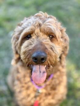 Ryder -  Poodle and Irish Setter Dog for Adoption in Lucedale, Mississippi - Ryder | PetCurious