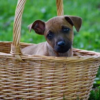 Mixed Breed Dogs Available for Adoption in Indianapolis, Indiana - Burrito | PetCurious