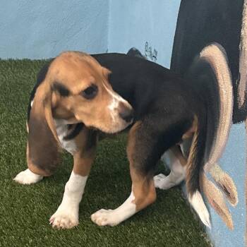 ??H6 8167 aka Prince Phillip -  Beagle Dog for Adoption in Loxahatchee Groves, Florida - ??H6 8167 Aka Prince Phillip | PetCurious