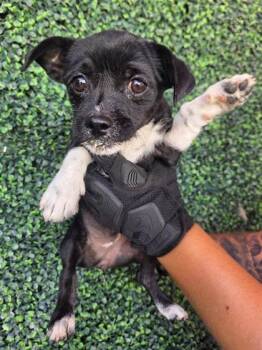 61209995 -  Terrier and Mixed Breed Dog for Adoption in El Paso, Texas - 61209995 | PetCurious
