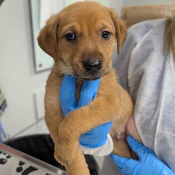 Gooseberry -  Mixed Breed Dog for Adoption in Greenville, South Carolina - Gooseberry | PetCurious
