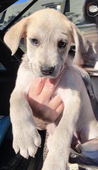 Eleni -  Husky and Terrier Dog for Adoption in Salamanca, New York - Eleni | PetCurious
