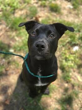 Zoolander -  Retriever and Labrador Retriever Dog for Adoption in Westland, Michigan - Zoolander | PetCurious