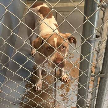 Blenderella -  Mixed Breed Dog for Adoption in Gadsden, Alabama - Blenderella | PetCurious