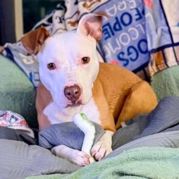 Dexter SSP -  Pit Bull Terrier Dog for Adoption in Austin, Texas - Dexter SSP | PetCurious