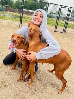 Roxie-Viszla -  Vizsla Dog for Adoption in Muskegon, Michigan - Roxie-Viszla | PetCurious