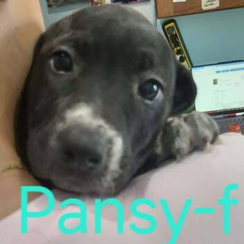 Australian Cattle Dog Blue Heeler and Mixed Breed Dogs Available for Adoption in Pinellas Park, Florida - Pansy | PetCurious