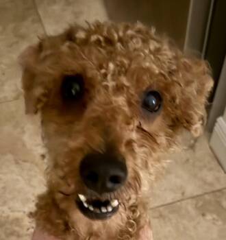 Hypoallergenic Mini Poodle Handsome Henry -  Miniature Poodle Dog for Adoption in Boca Raton, Florida - Hypoallergenic Mini Poodle Handsome Henry | PetCurious