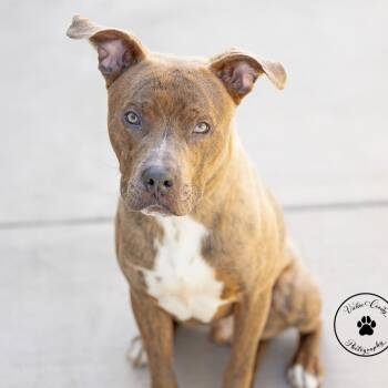 Kenyan -  Mountain Cur and Terrier Dog for Adoption in Abilene, Texas - Kenyan | PetCurious