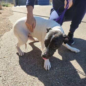 Kasey -  American Bulldog Dog for Adoption in Kingman, Arizona - Kasey | PetCurious