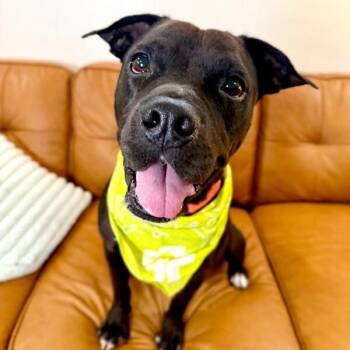 Pit Bull Terrier Dogs Available for Adoption - Marty Brings The Cuddle Party | PetCurious