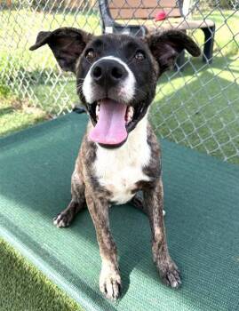 DENVER -  Mixed Breed Dog for Adoption in Columbia, South Carolina - DENVER | PetCurious