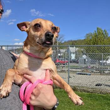 Chihuahua and Mixed Breed Dogs Available for Adoption in Binghamton, New York - Poquito | PetCurious