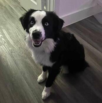 Australian Shepherd Dogs Available for Adoption - Milli | PetCurious