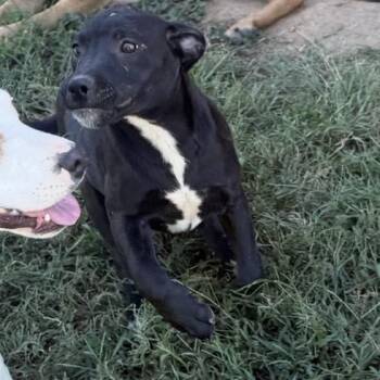 Lydia -  Pit Bull Terrier Dog for Adoption in Holly Springs, Mississippi - Lydia | PetCurious