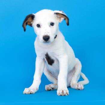 Bacon Egg Croissant -  Mixed Breed Dog for Adoption in Franklin, Tennessee - Bacon Egg Croissant | PetCurious
