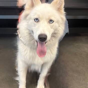 Rescue Husky Dogs for Adoption in Tampa, Florida - Pelusa | PetCurious