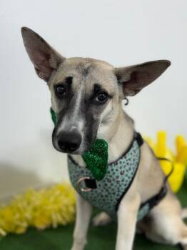 Gigi-One of our Amazing Rescue Dogs -  Belgian Shepherd Malinois and Carolina Dog Dog for Adoption in Carlsbad, California - Gigi-One Of Our Amazing Rescue Dogs | PetCurious