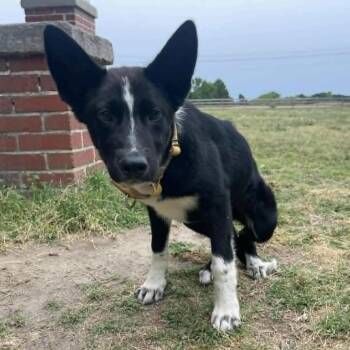 Border Collie Dogs Available for Adoption in Beulaville, North Carolina - Knox | PetCurious