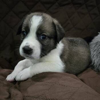 American Bulldog and Anatolian Shepherd Dogs Available for Adoption - Bri | PetCurious